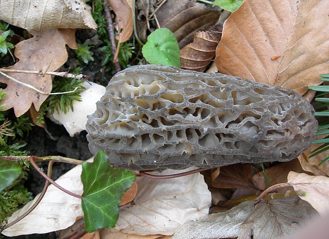 Il Tempo delle Morchelle